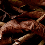 Coqui Coqui Tabaco Eau de Parfum
