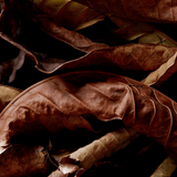 Coqui Coqui Tabaco Eau de Parfum